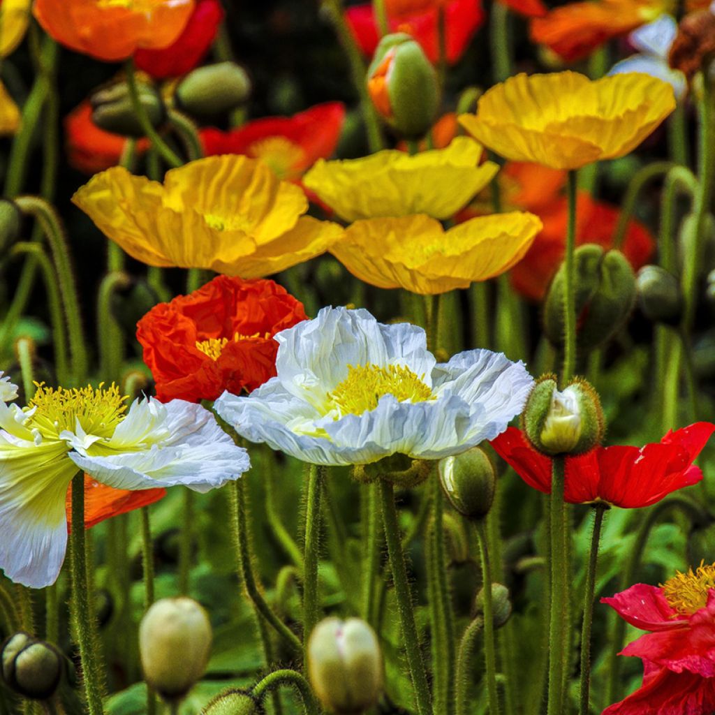 Iceland poppy Wind Song Mix seeds