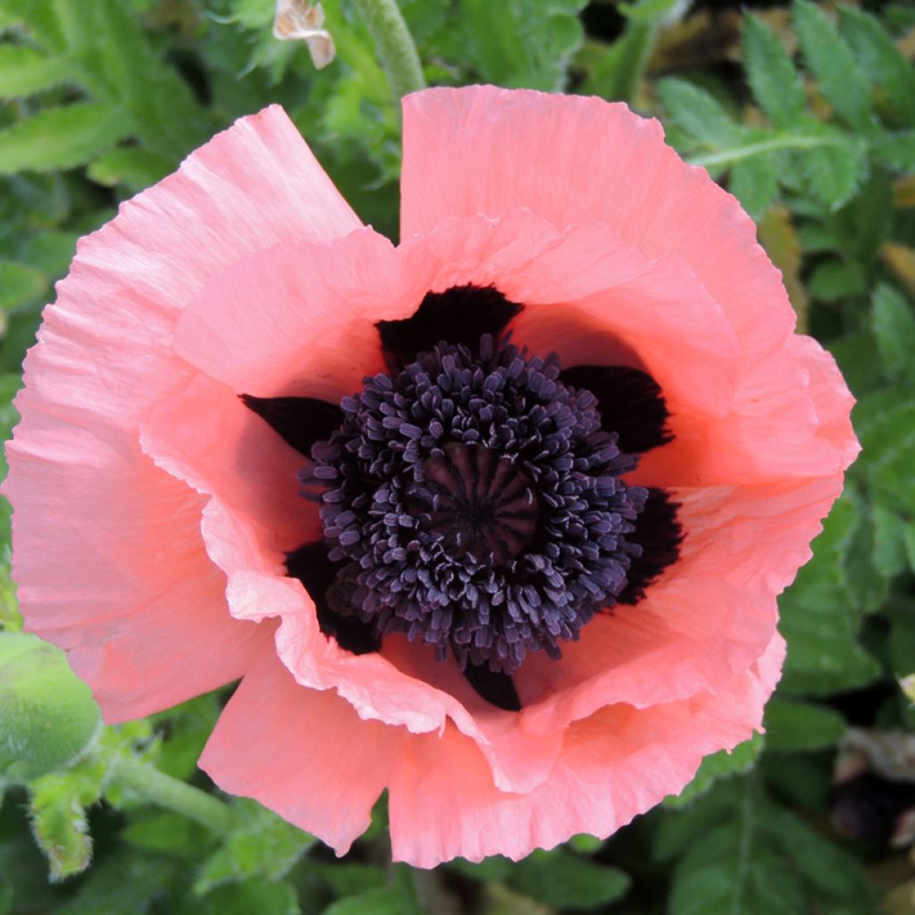 Papaver orientale Princess Victoria Louise - seeds