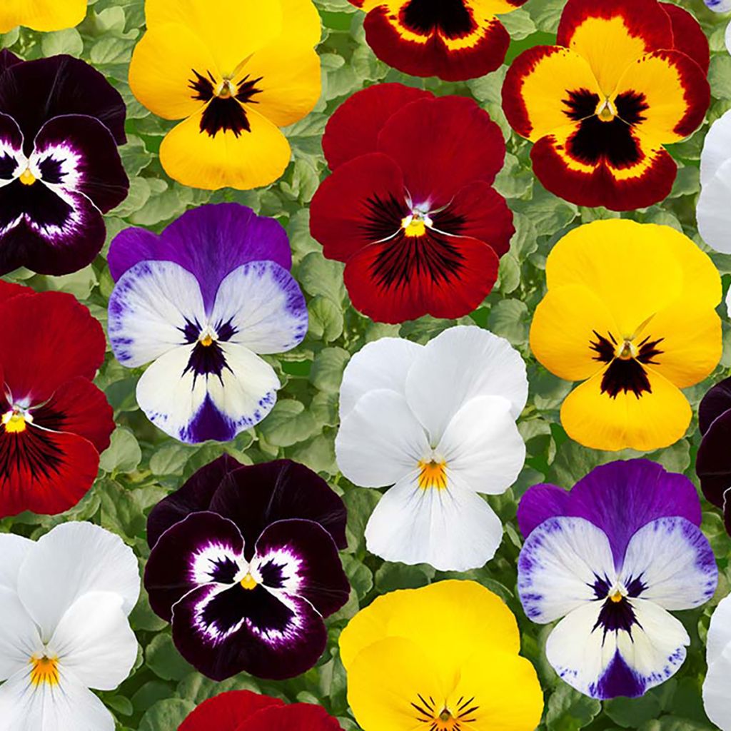 Viola x wittrockiana Freefall XL Mix Seeds - Pansy