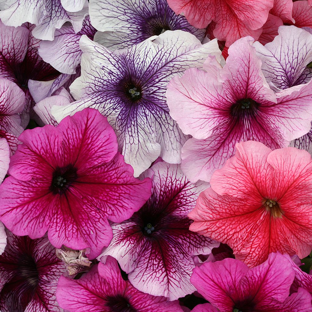 Petunia Prism Sundae Mix - seeds