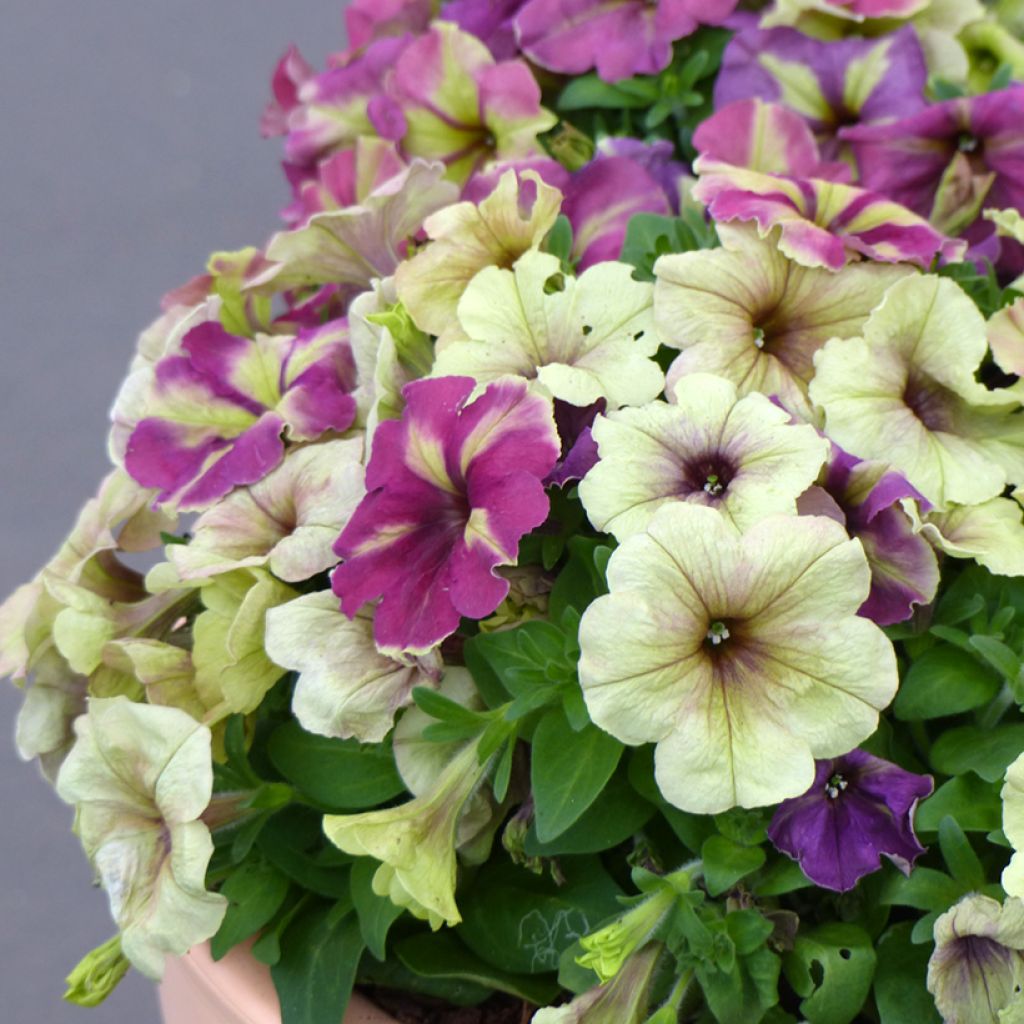 Petunia Shake F1 Raspberry Seeds