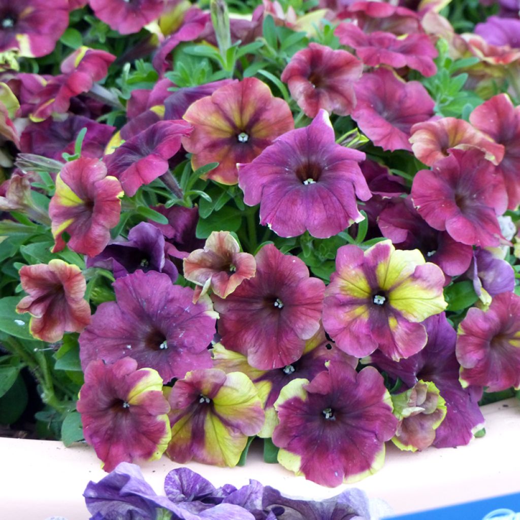 Petunia Shake F1 Raspberry Seeds