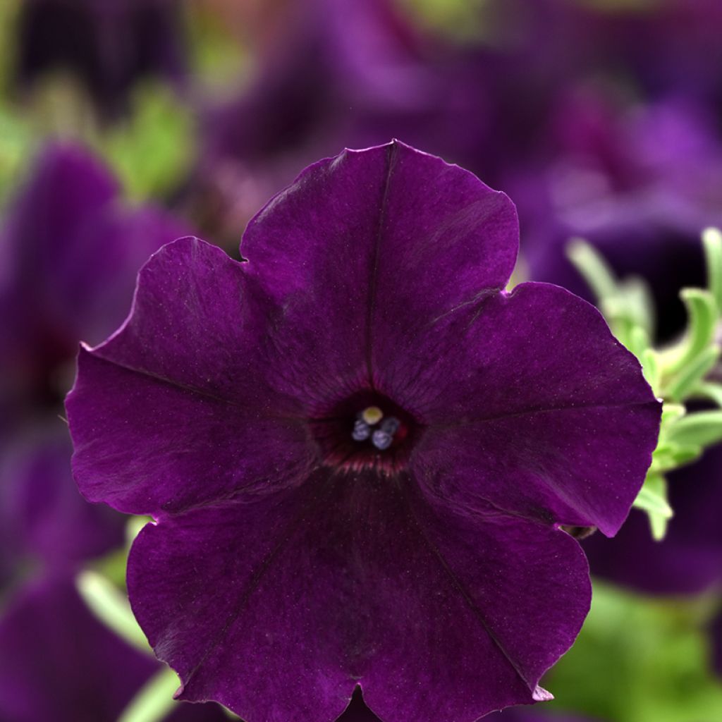 Trailing Petunia Petunia Easy Wave Navy Velour seeds