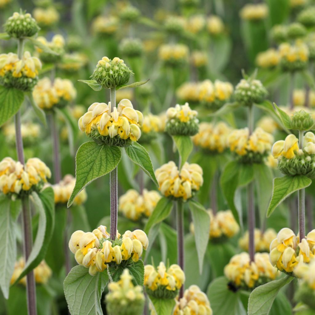 Phlomis russeliana - Jerusalem Sage seeds