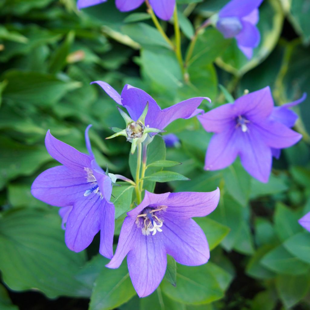 Platycodon grandiflorus Mariesii Blue