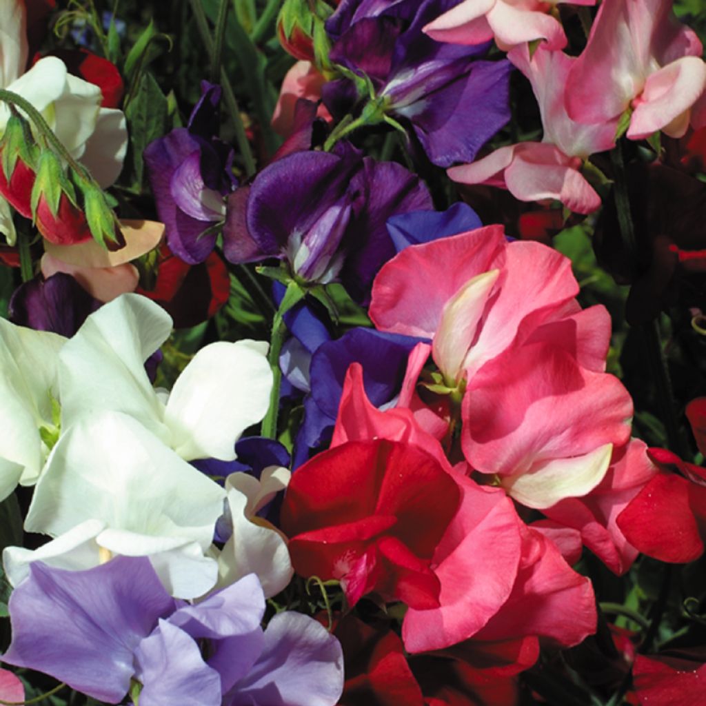 Lathyrus odoratus Bijou Mixed - Dwarf Sweet Pea Seeds