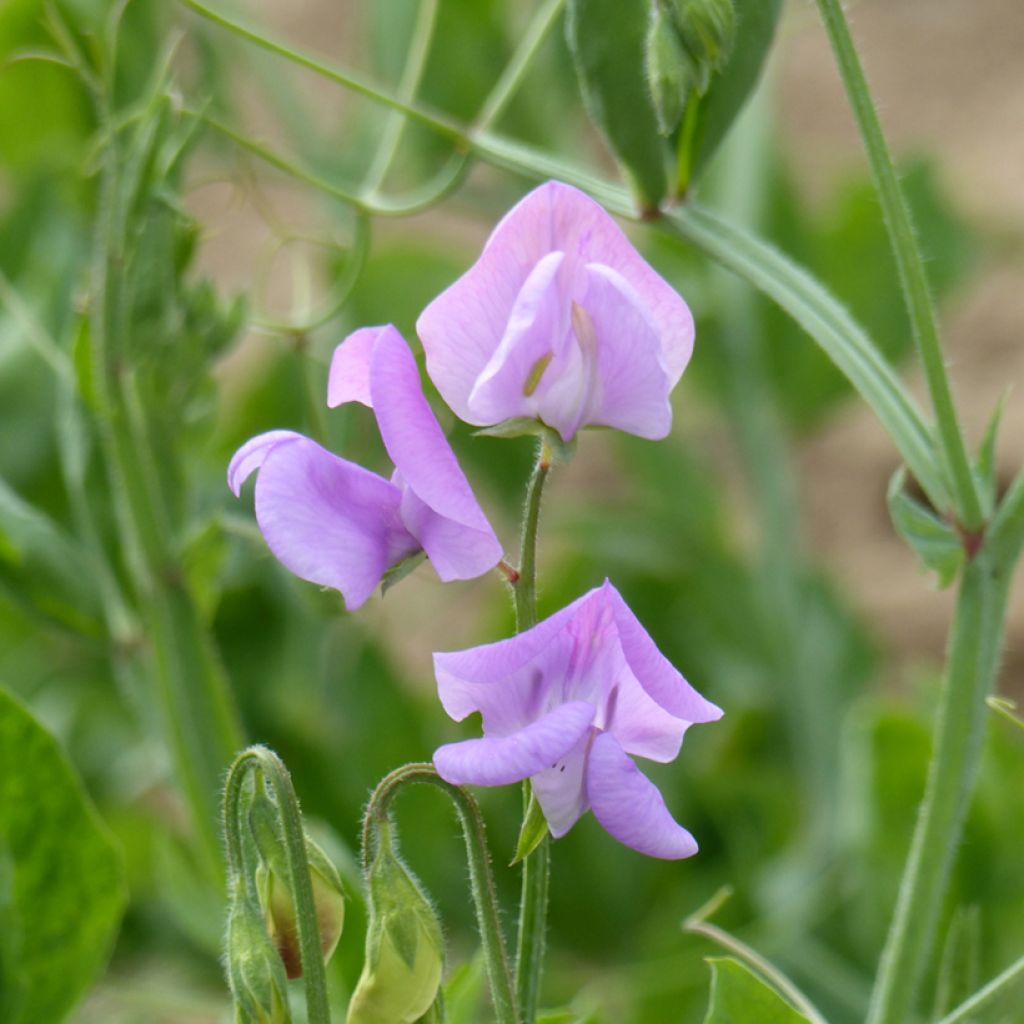 Lathyrus odoratus Leamington - Sweet pea