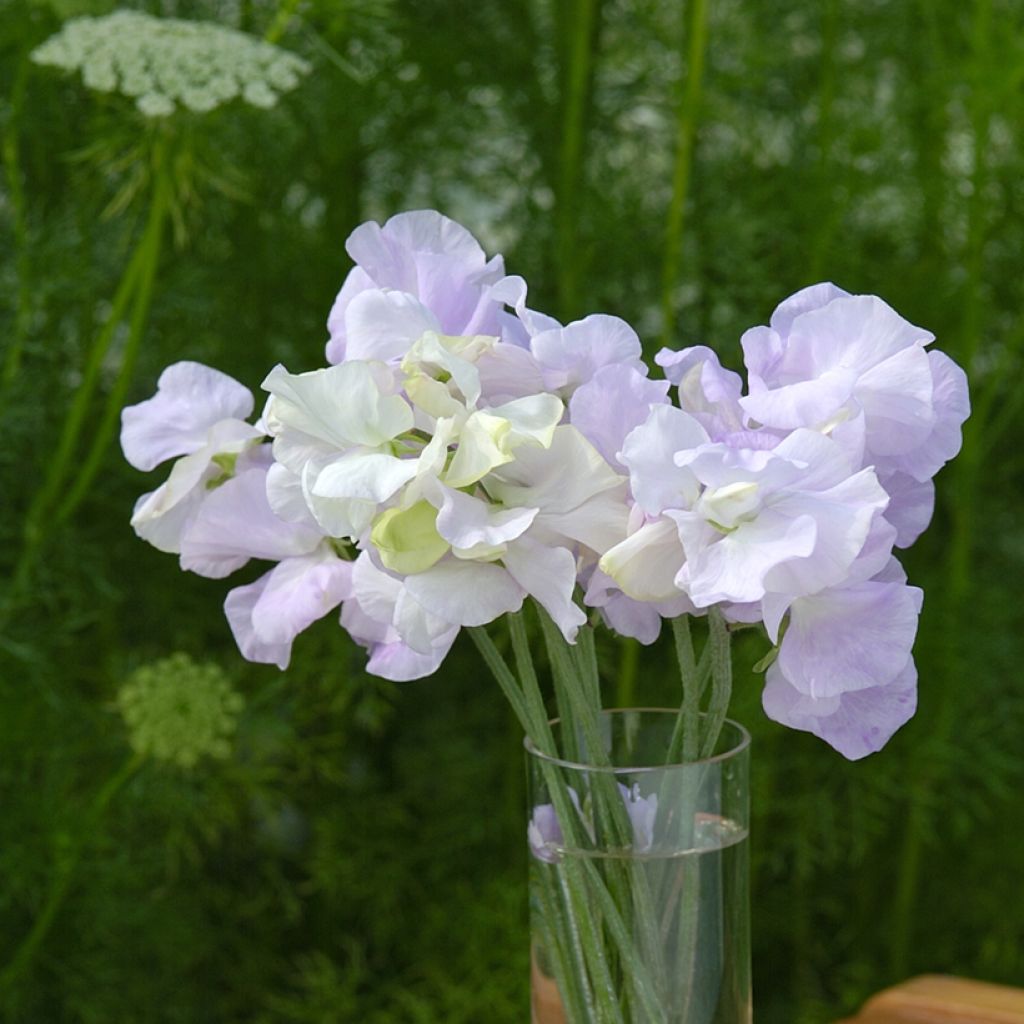 Lathyrus odoratus Spencer Arthur Hellyer - Sweet Pea Seeds