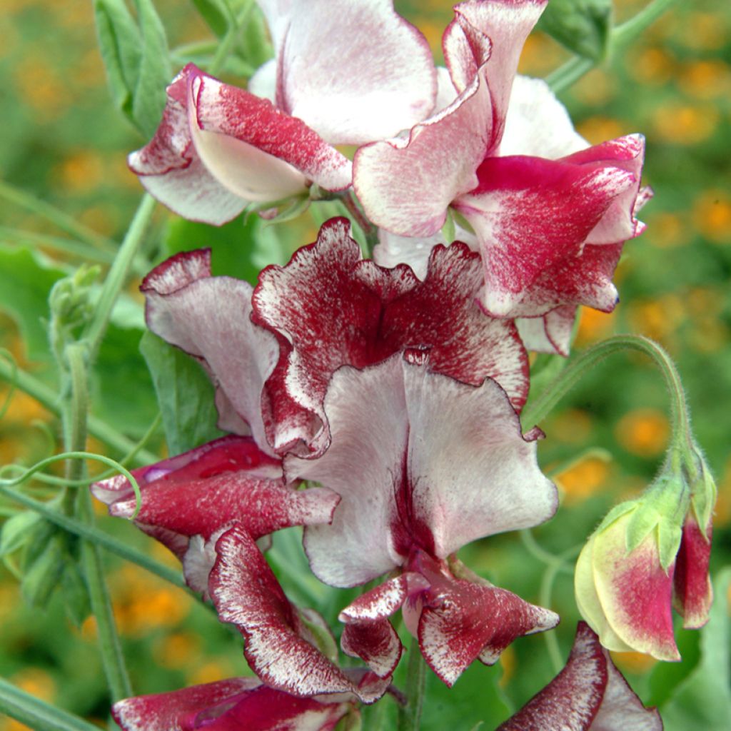 Lathyrus odoratus Spencer Mars - Sweet Pea Seeds