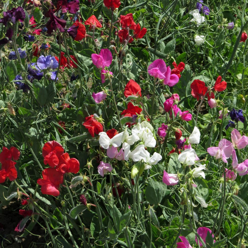 Lathyrus odoratus Spencer mix - Sweet Pea Seeds