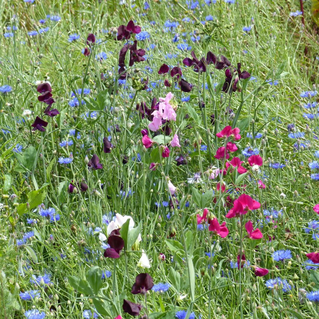 Spencer mix - Sweet Pea Seeds - Lathyrus odoratus