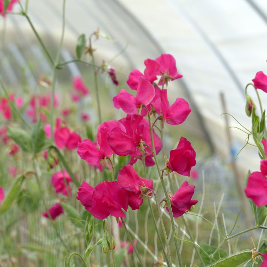 Lathyrus odoratus Spring Sunshine Cerise - Sweet Pea Seeds