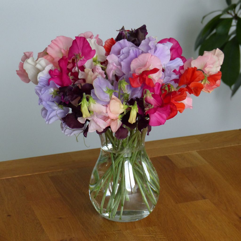 Lathyrus odoratus grandiflora Spring Sunshine Formula Mix seeds - Sweet Pea