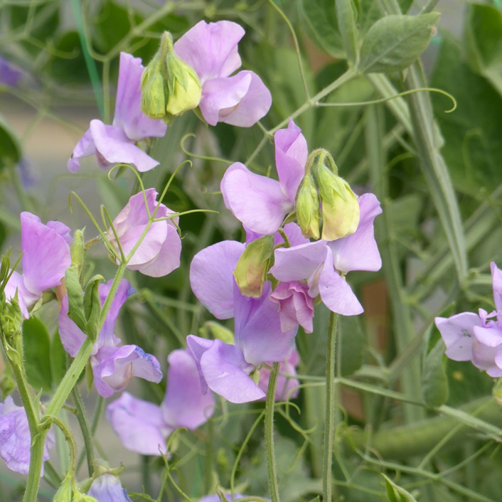 Lathyrus odoratus Spring Sunshine Lilac Seeds - Sweet Pea