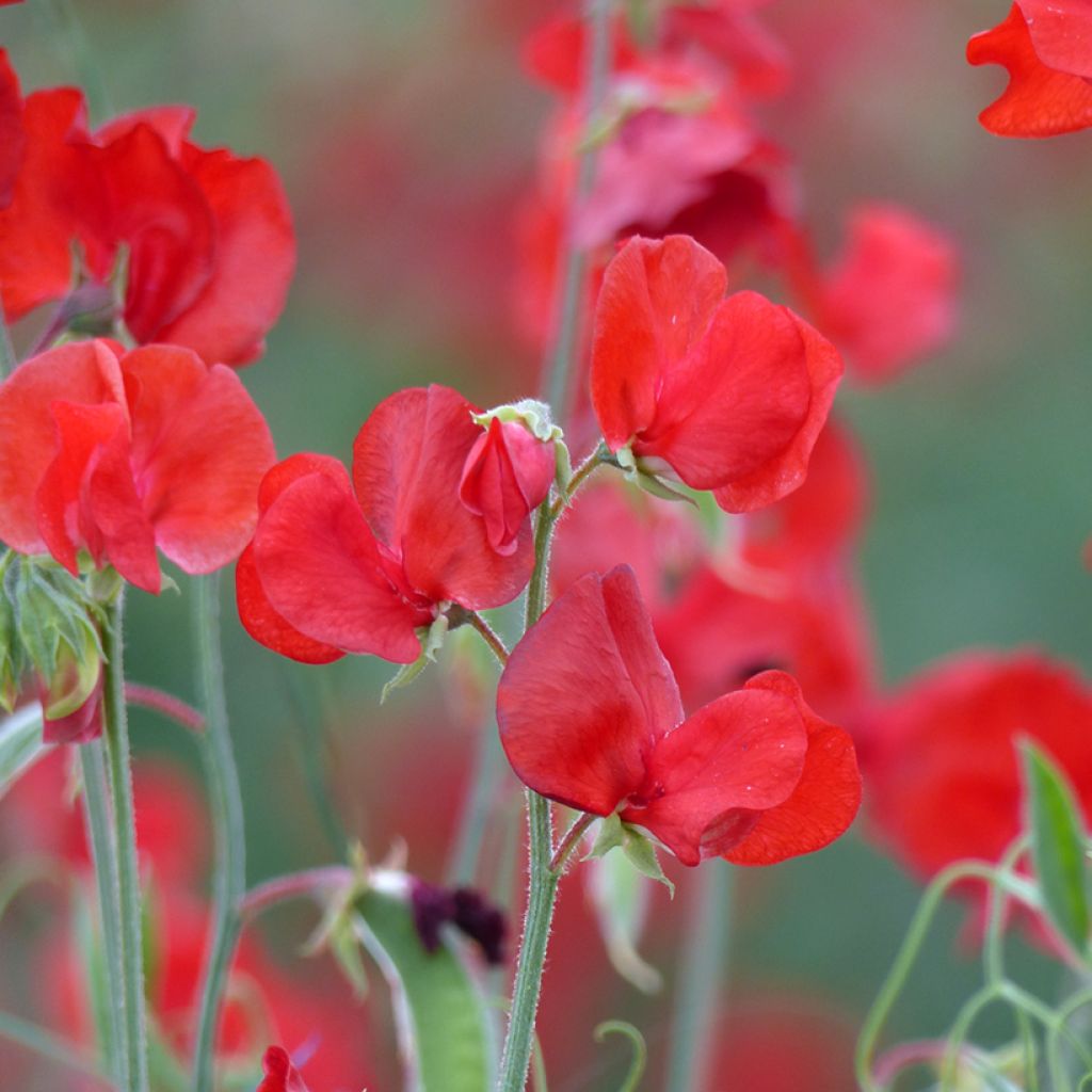 Lathyrus odoratus Spring Sunshine Scarlet  Seeds - Sweet Pea