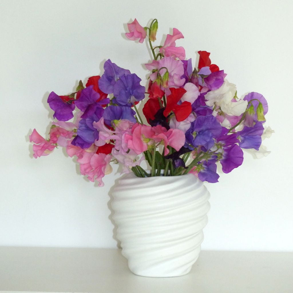 Lathyrus odoratus Winter Sunshine Formula Mix - seeds