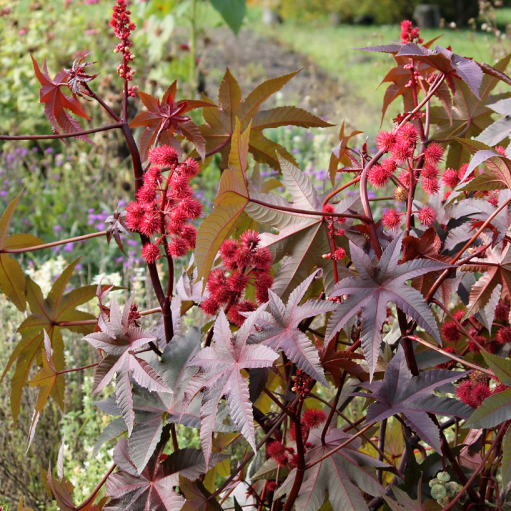 Ricinus communis Impala Seeds - Flowering Currant