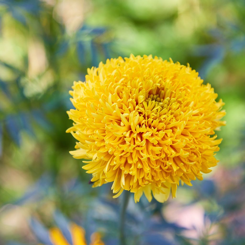 Marigold Mission Giant Yellow - Tagetes erecta seeds