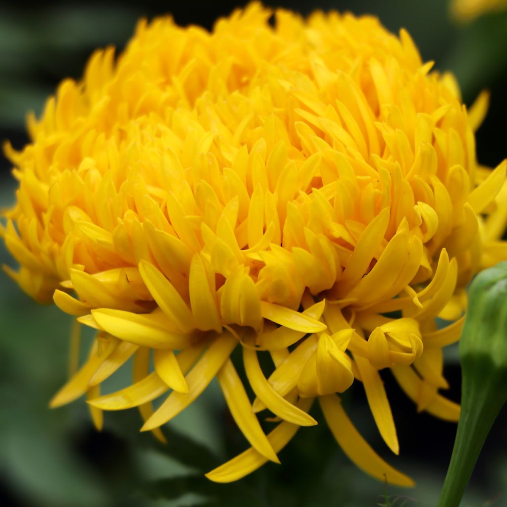 Marigold Mission Giant Yellow - Tagetes erecta seeds