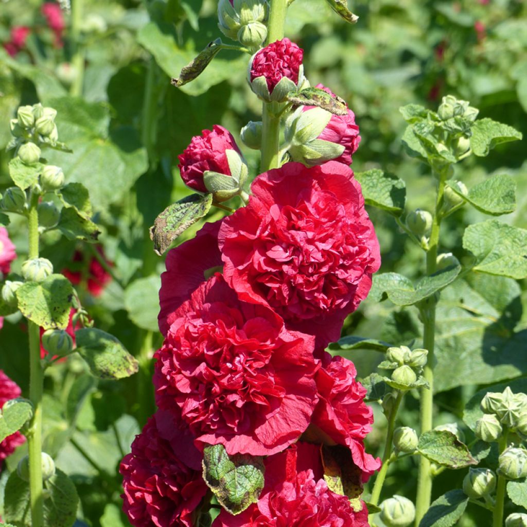 Alcea rosea Chater's Double Scarlet seeds - Hollyhock