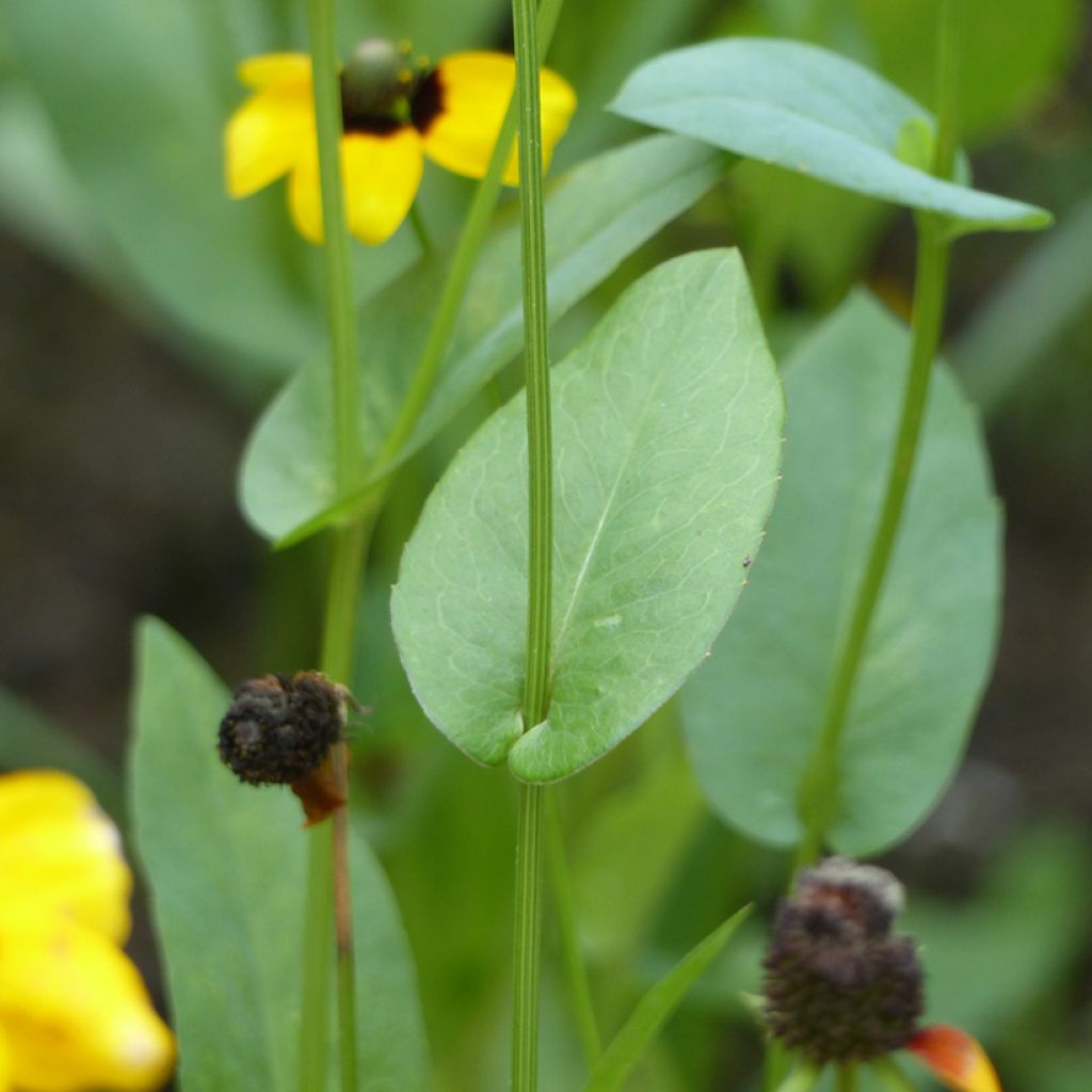 Clasping coneflower Seeds - Rudbeckia amplexicaulis