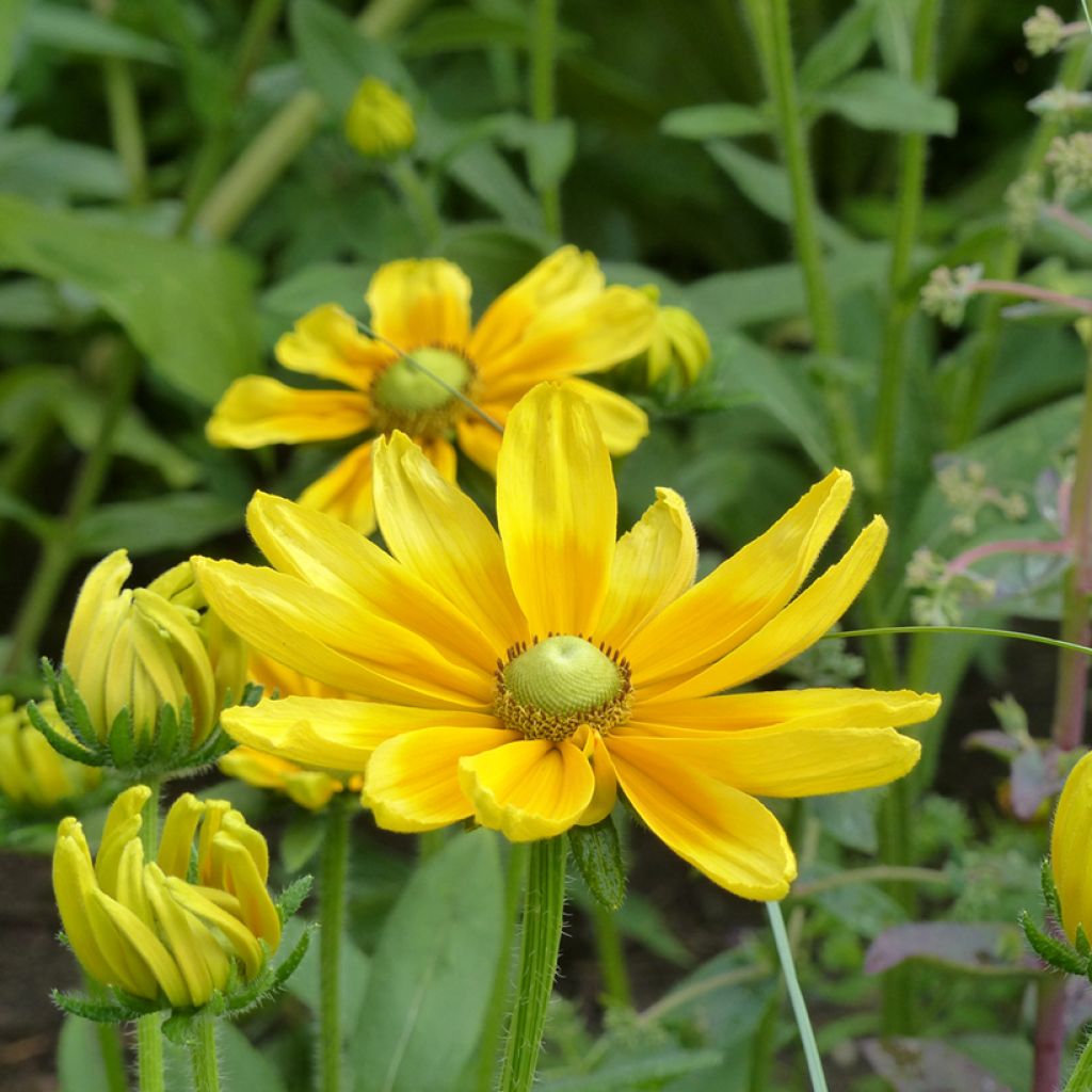 Rudbeckia hirta Prairie Sun Seeds