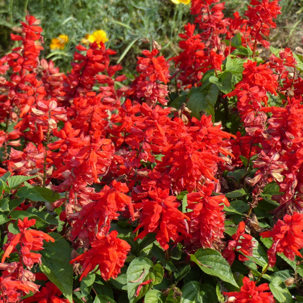 Salvia splendens Blaze of Fire Seeds- Scarlet Sage