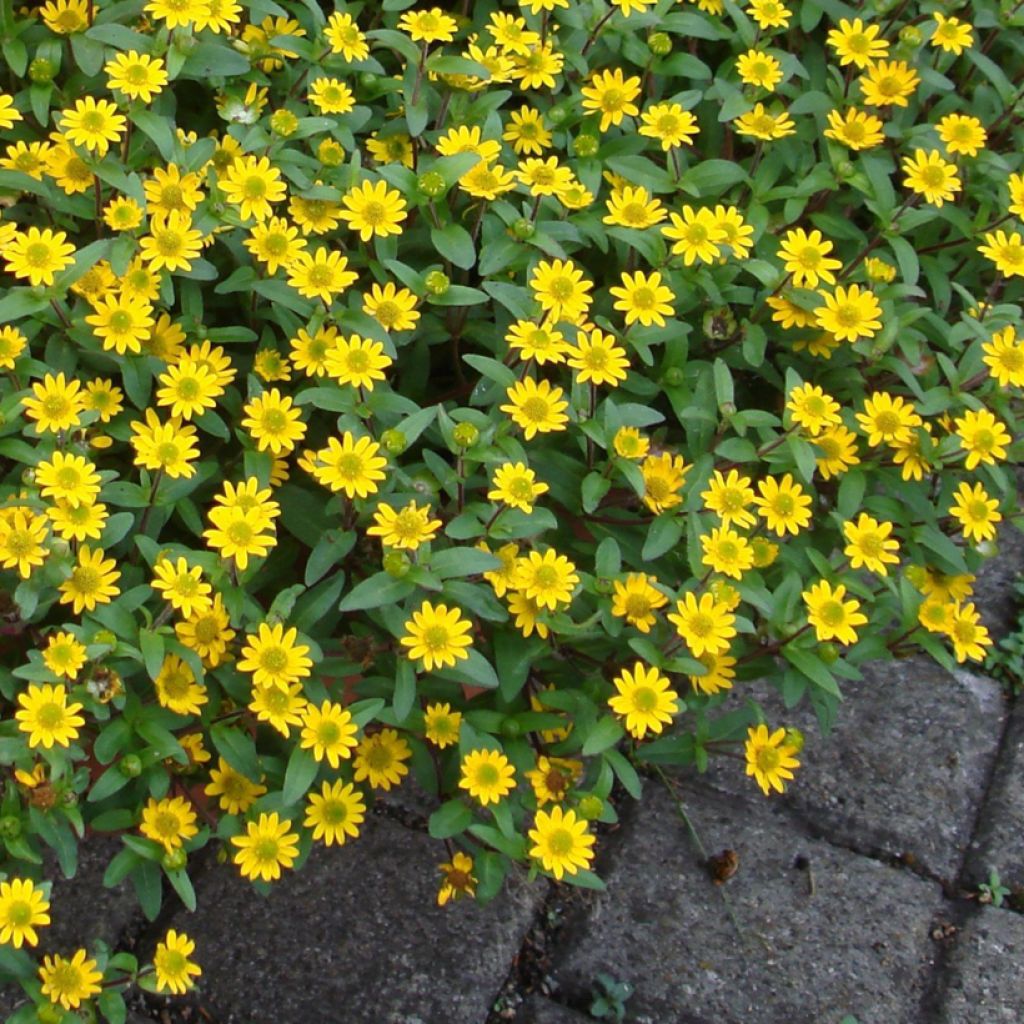 Sanvitalia speciosa Million Suns seeds - Creeping Zinnia 