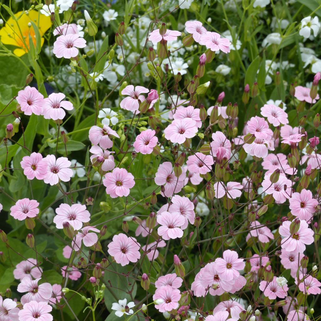 Vaccaria hispanica Pink Beauty Seeds - Cow Cockle