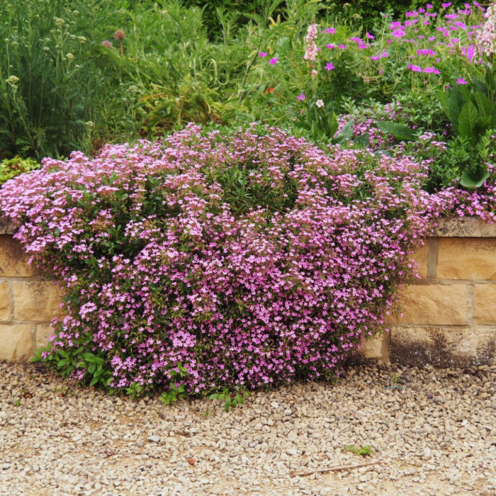 Saponaria ocymoides - Tumbling Ted Seeds