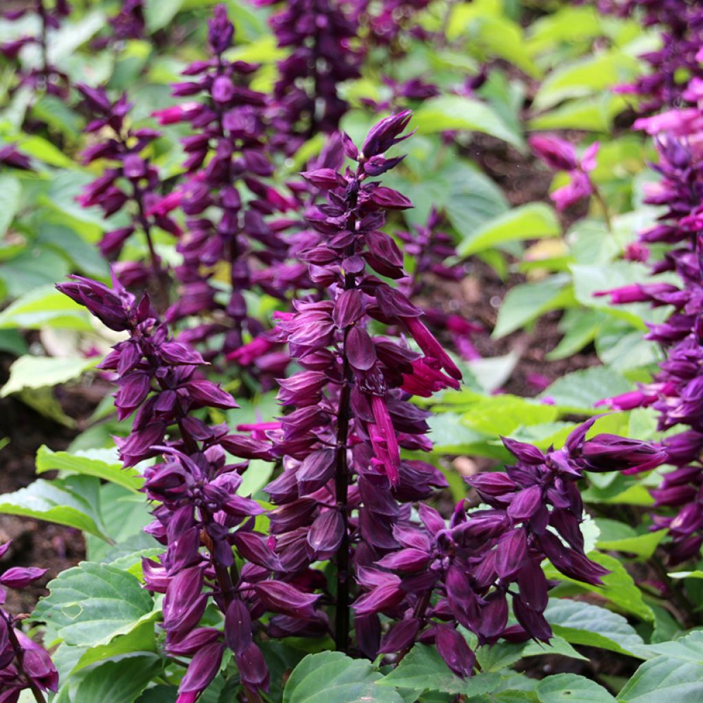 Salvia splendens Estella Purple seeds - Scarlet Sage