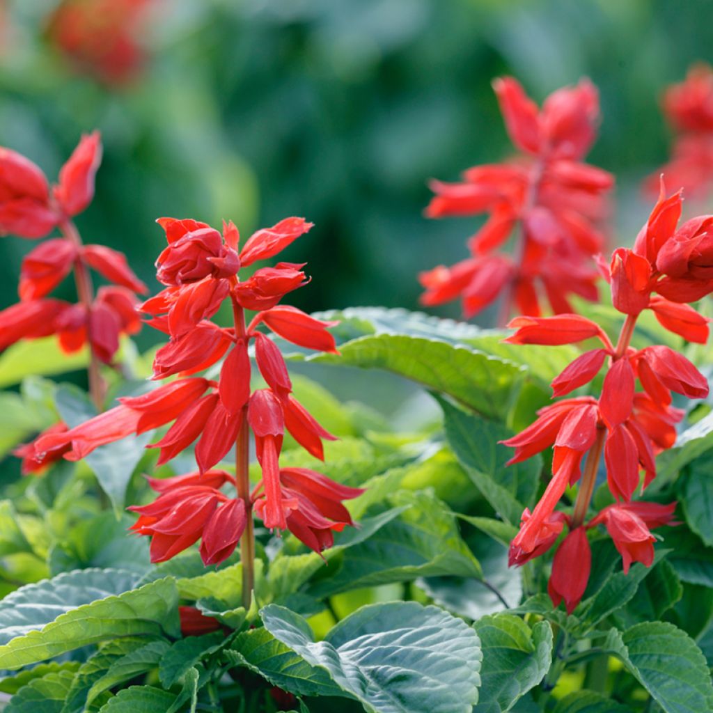 Salvia splendens Estella Red seeds - Scarlet Sage, Tropical Sage