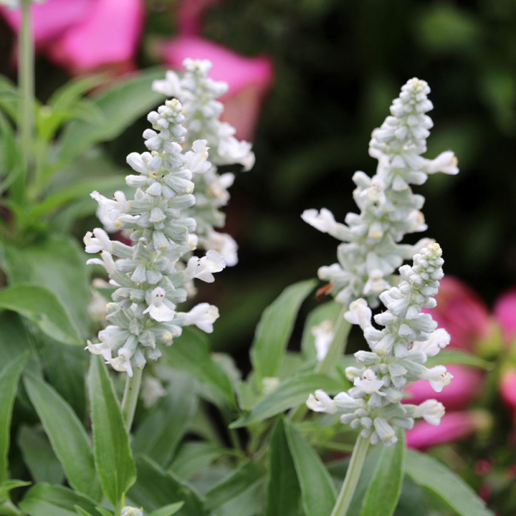 Salvia farinacea Cirrus White - seeds