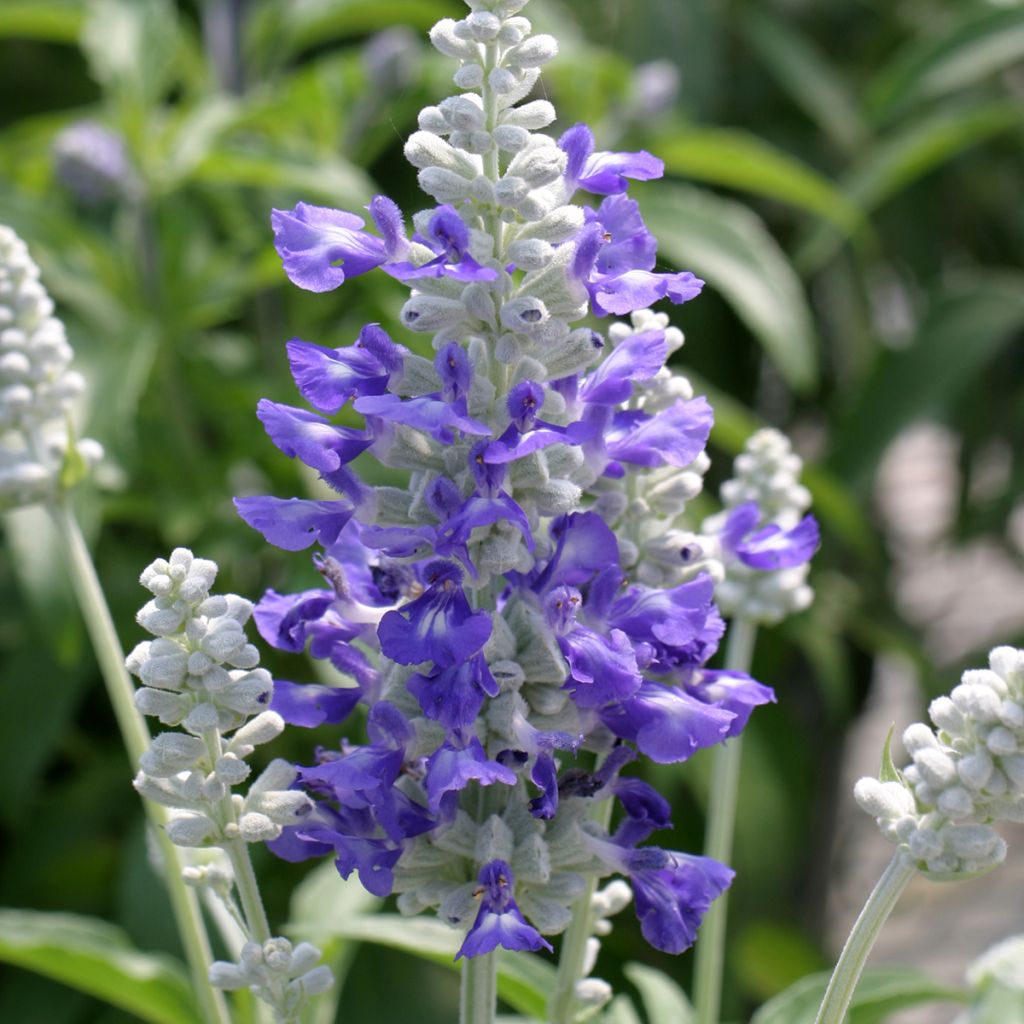 Salvia farinacea Strata Blue and White - seeds