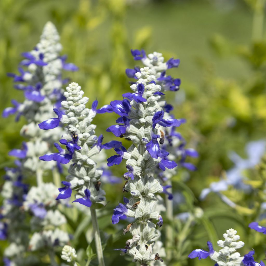 Salvia farinacea Strata Blue and White - seeds