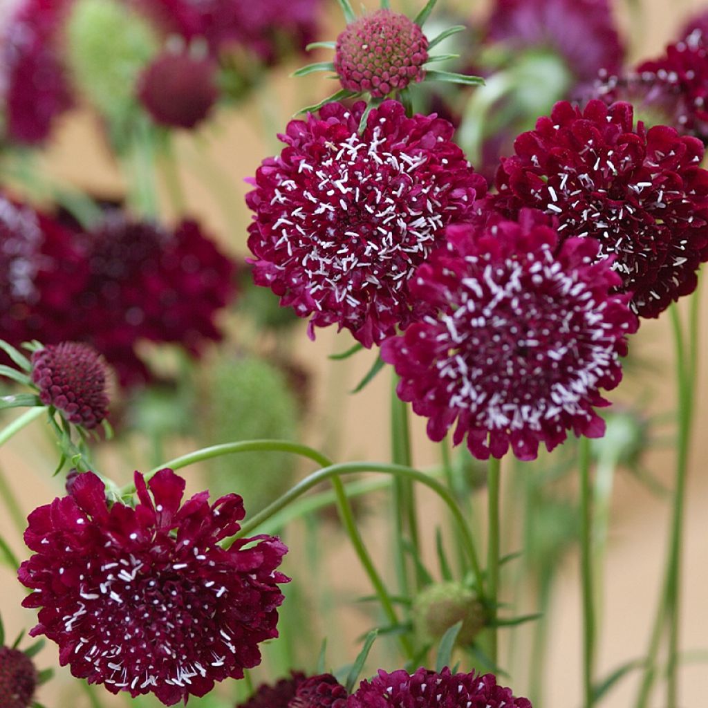 Scabiosa atropurpurea Fire King Seeds