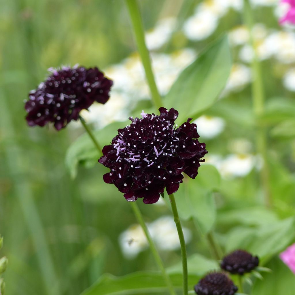 Scabiosa atropurpurea Black Knight Seeds