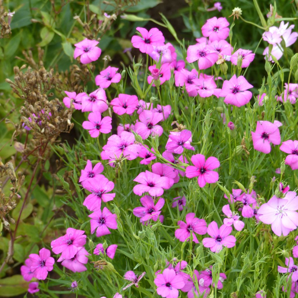 Silene oculata Rose Angel seeds