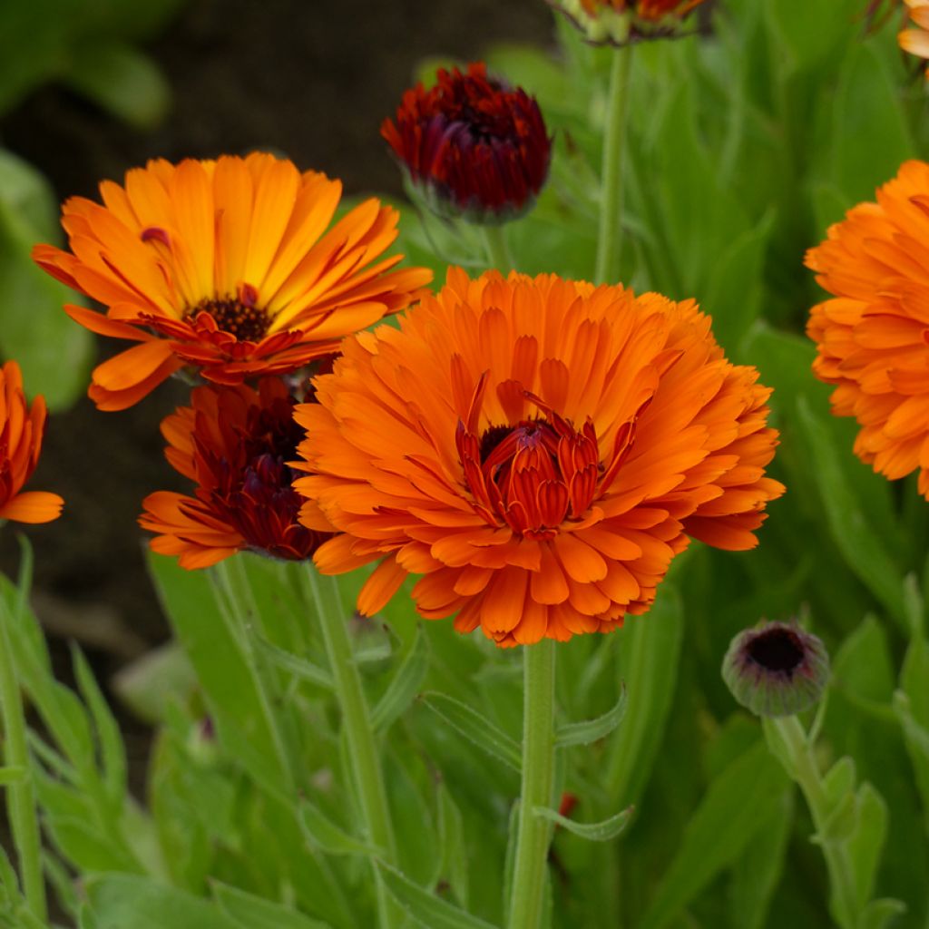 Calendula officinalis Indian Prince (Prince Series) seeds - Marigold