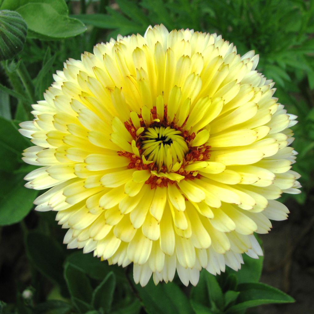 Calendula officinalis Pacific Beauty Cream Seeds - Marigold