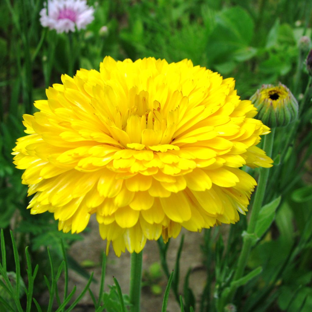 Calendula officinalis Pacific Beauty Lemon Seeds - Marigold