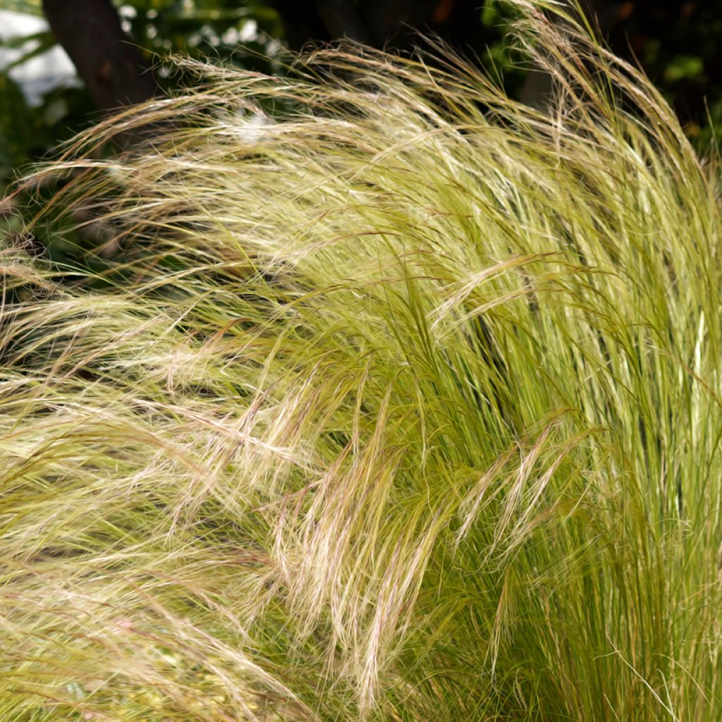 Stipa tenuissima Angel Hair