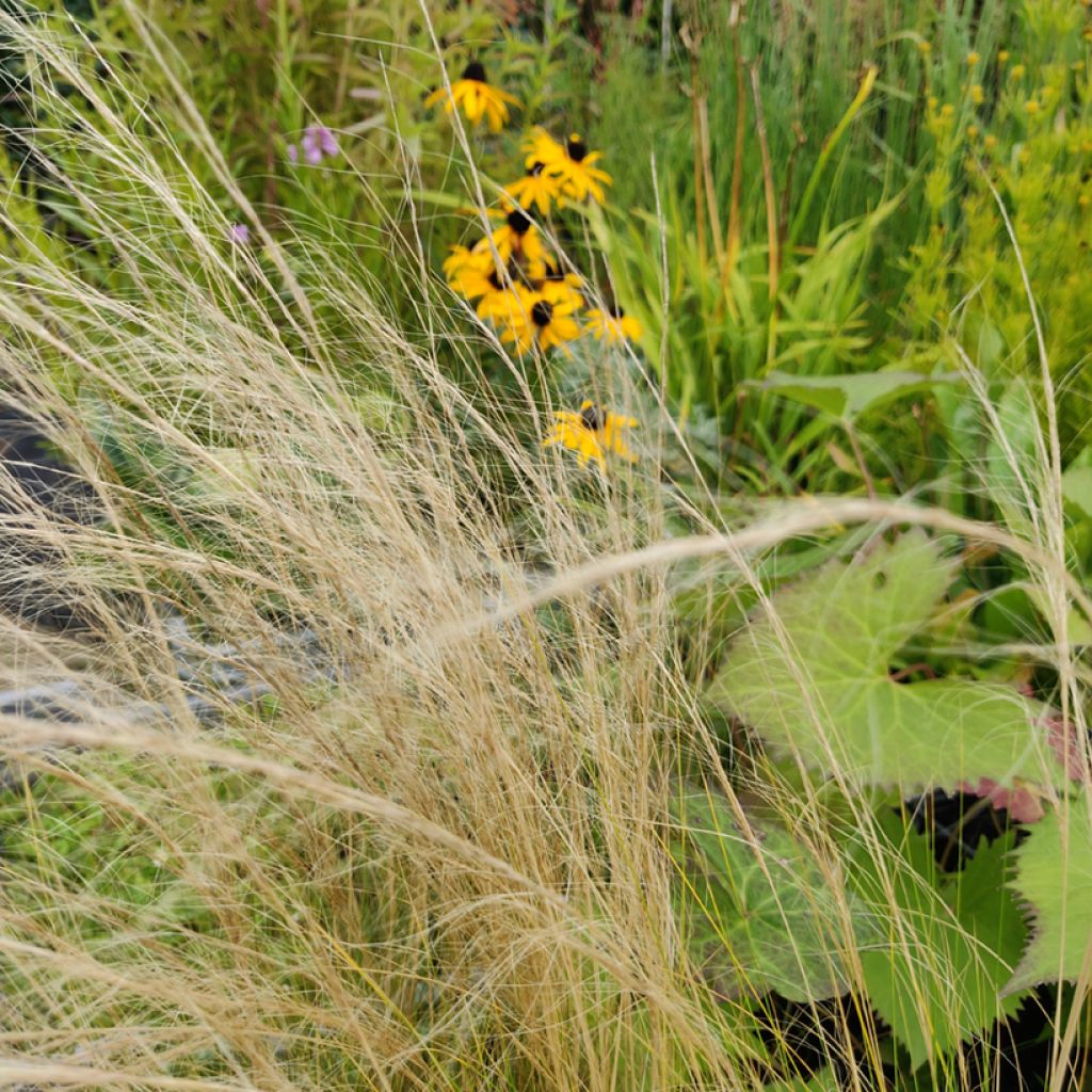 Stipa tenuissima Angel Hair