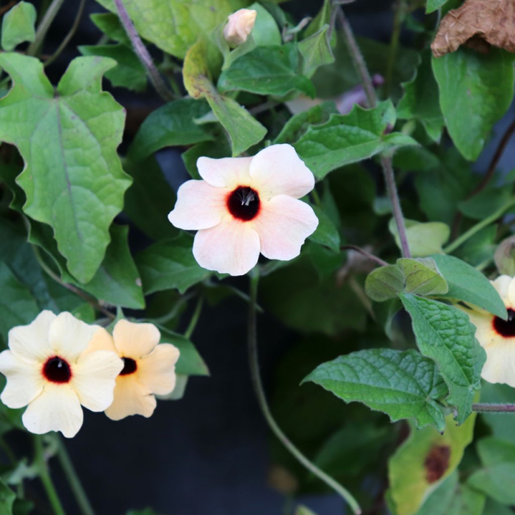 Thunbergia alata - Black-eyed Susan Vine Blushing Susie Seeds