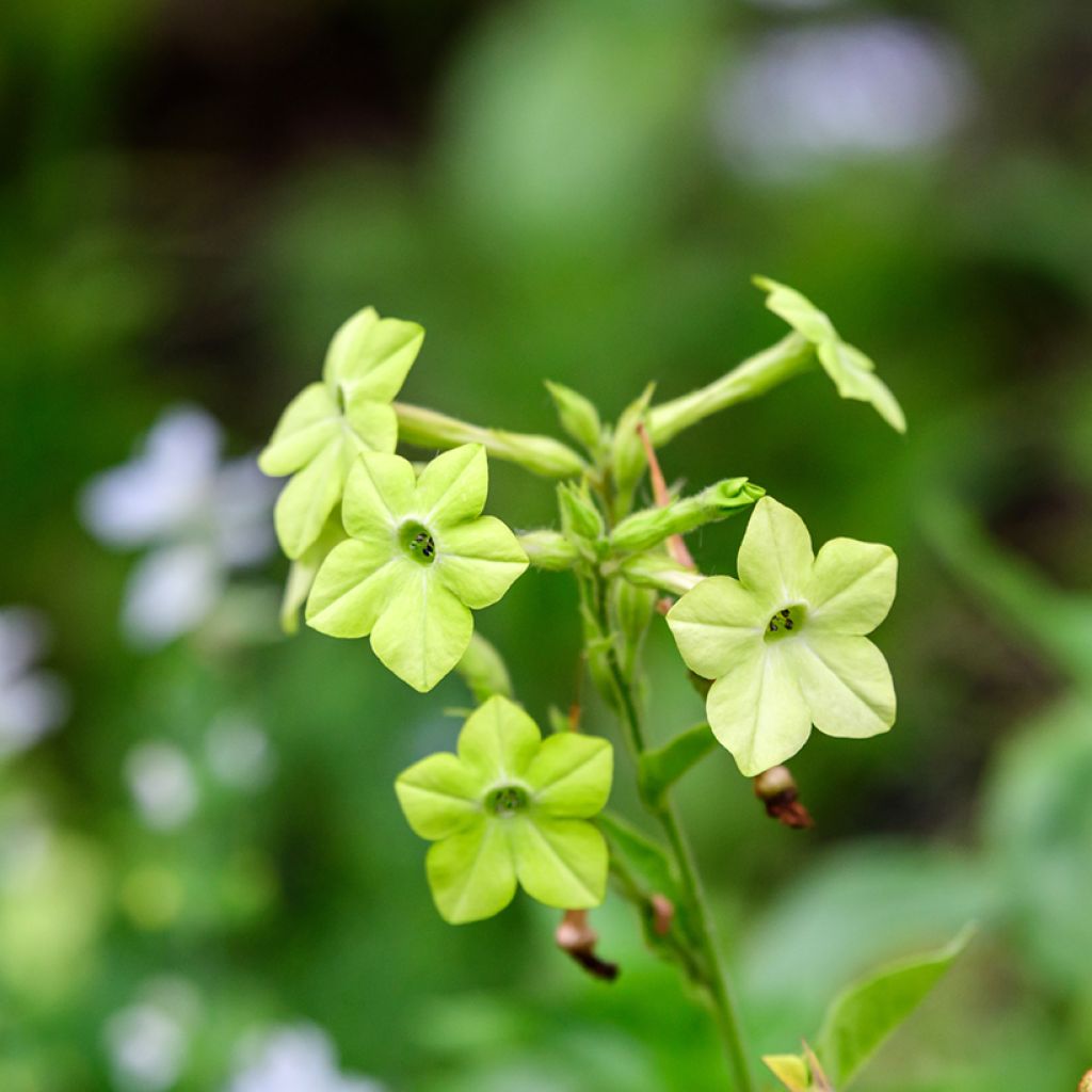 Tobacco plant Mojito Seeds - Nicotiana alata