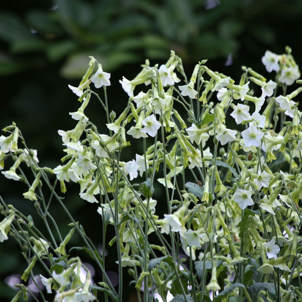 Tobacco plant Starlight Dancer Seeds - Nicotiana alata