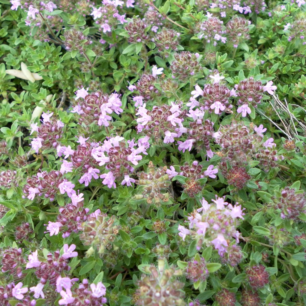 Thymus serpyllum Magic Carpet seeds - Creeping thyme