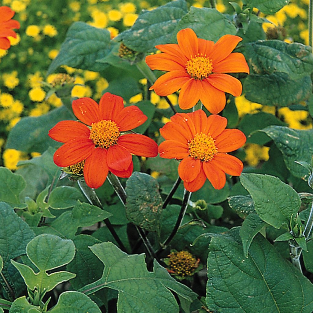 Tithonia rotundifolia Torch Seeds - Mexican Sunflower