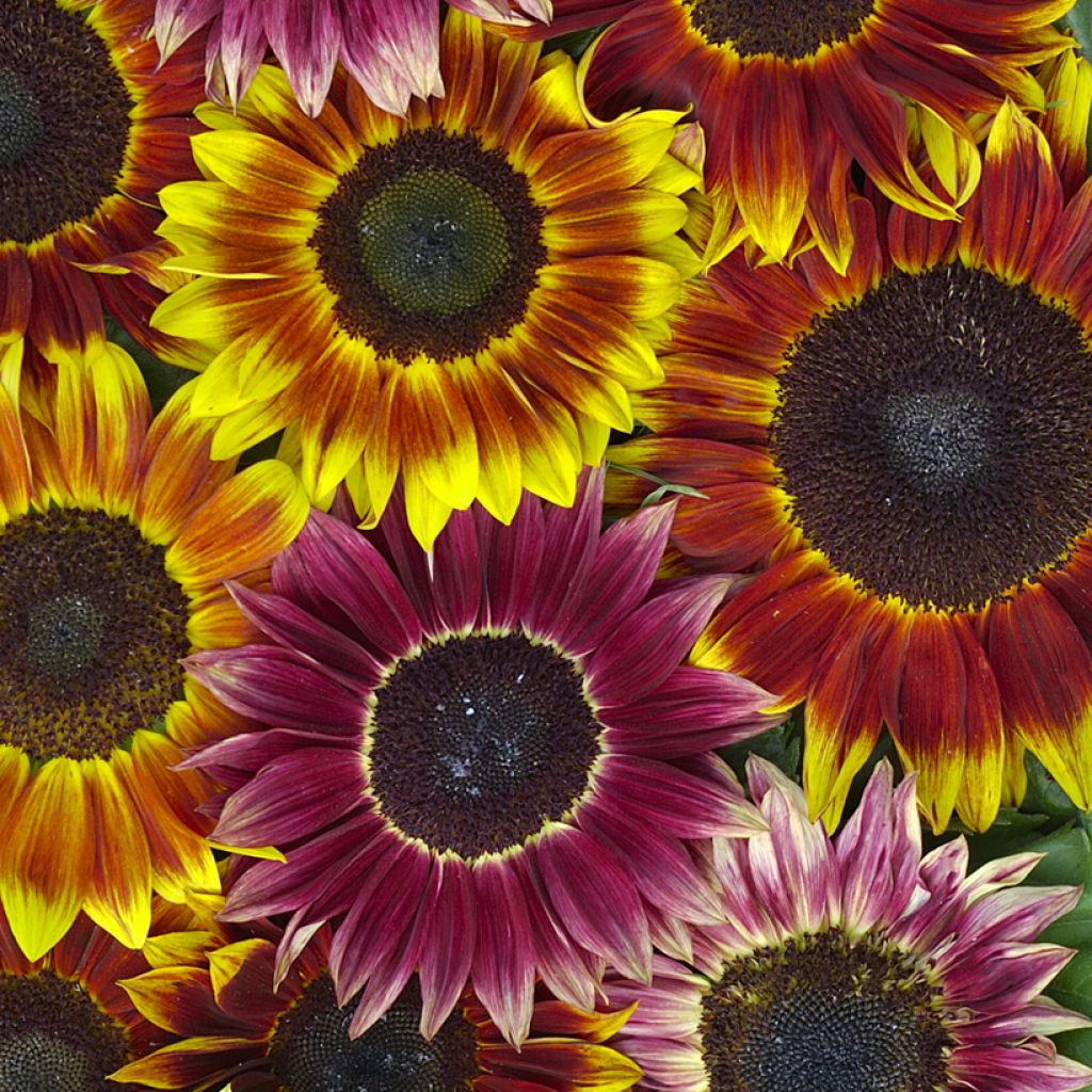 Sunflower Harlequin F1 Seeds - Helianthus annuus