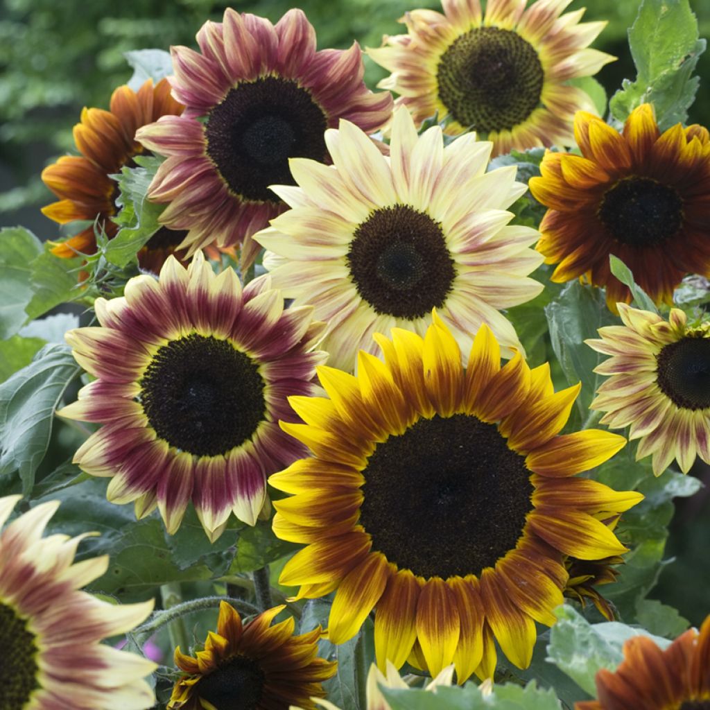 Sunflower Harlequin F1 Seeds - Helianthus annuus